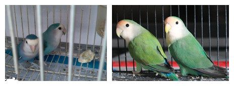 面类牡丹鹦鹉配对基因对照表,牡丹鹦鹉面类详细分类