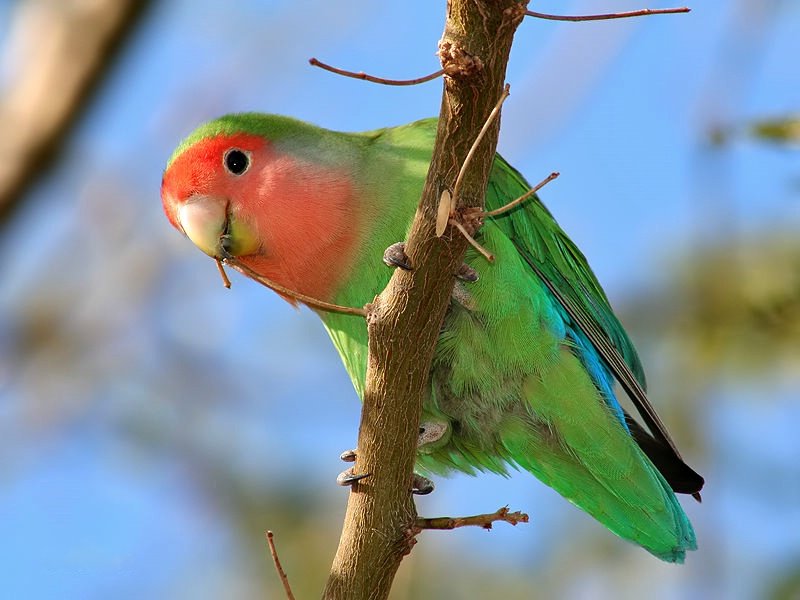 面类牡丹鹦鹉配对基因对照表,牡丹鹦鹉面类详细分类