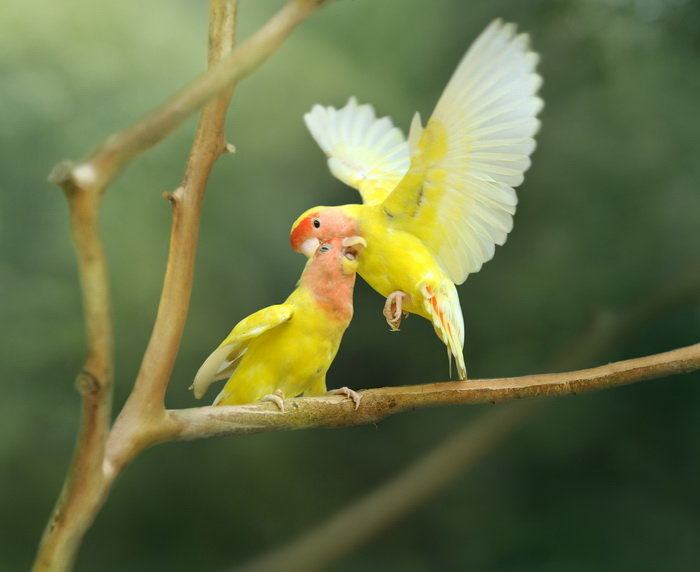 面类牡丹鹦鹉配对基因对照表,牡丹鹦鹉面类详细分类