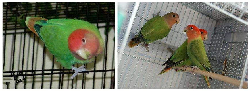 面类牡丹鹦鹉配对基因对照表,牡丹鹦鹉面类详细分类