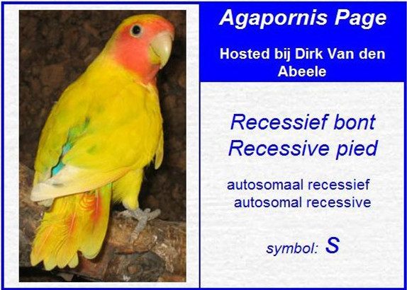 面类牡丹鹦鹉配对基因对照表,牡丹鹦鹉面类详细分类