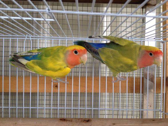 面类牡丹鹦鹉配对基因对照表,牡丹鹦鹉面类详细分类