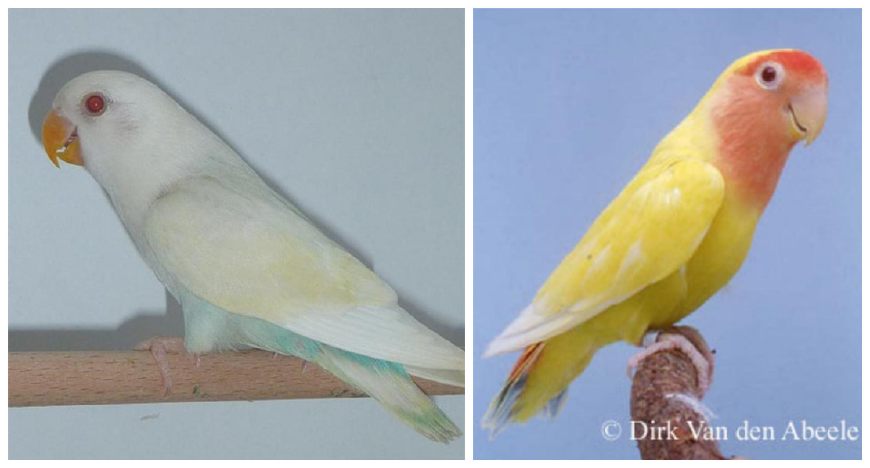 面类牡丹鹦鹉配对基因对照表,牡丹鹦鹉面类详细分类