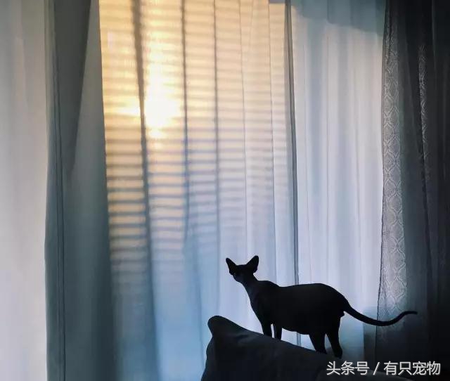 猫咪掉毛不吃化毛膏,无毛猫斯芬克斯掉毛吗