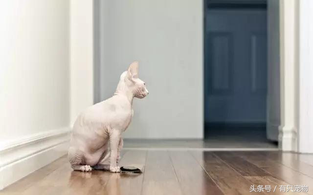 猫咪掉毛不吃化毛膏,无毛猫斯芬克斯掉毛吗