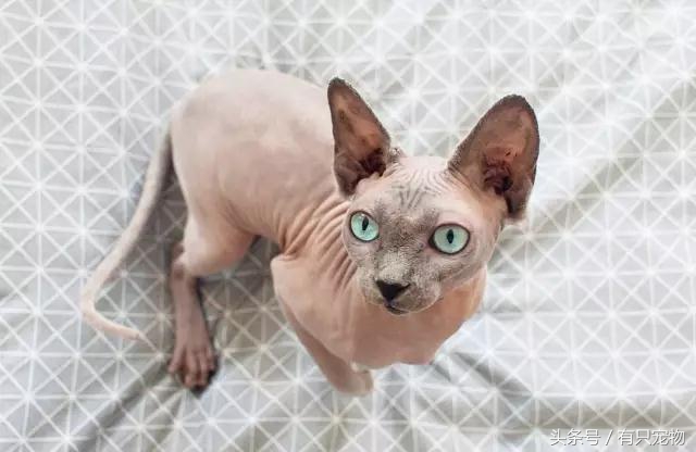 猫咪掉毛不吃化毛膏,无毛猫斯芬克斯掉毛吗