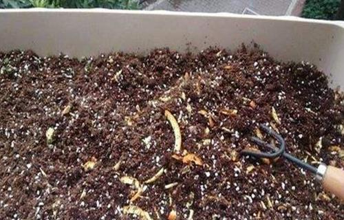 吃完大蒜怎么消除嘴巴里的异味,生活小妙招去除臭味视频