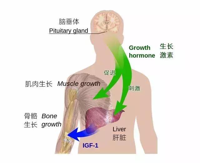 吃什么品牌奶粉能帮助宝宝长高,11岁女孩喝什么牌子的奶粉能长高