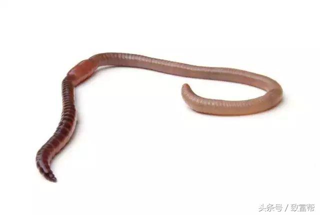 过去有哪些致富好项目,过去免费的致富金点子