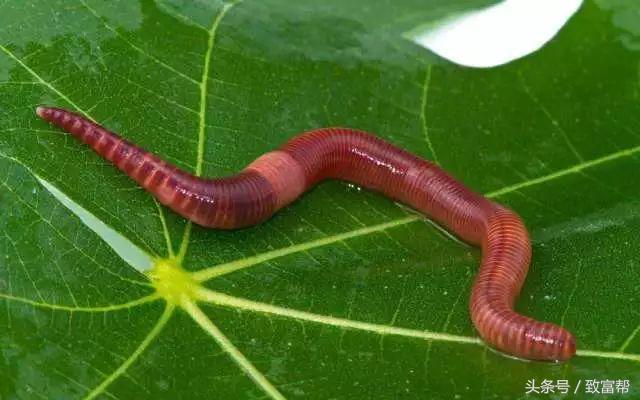 过去有哪些致富好项目,过去免费的致富金点子