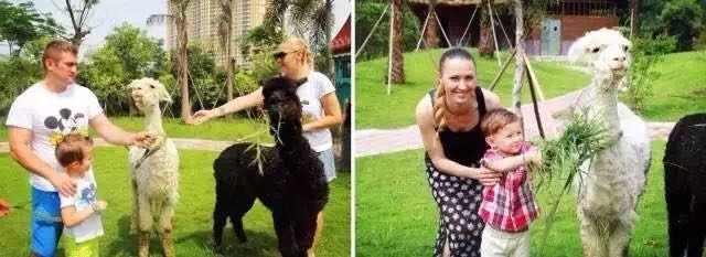 想投食小白虎、赏国际马戏？你有时间，小编有票，周末灵玲走起