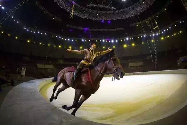 想投食小白虎、赏国际马戏？你有时间，小编有票，周末灵玲走起