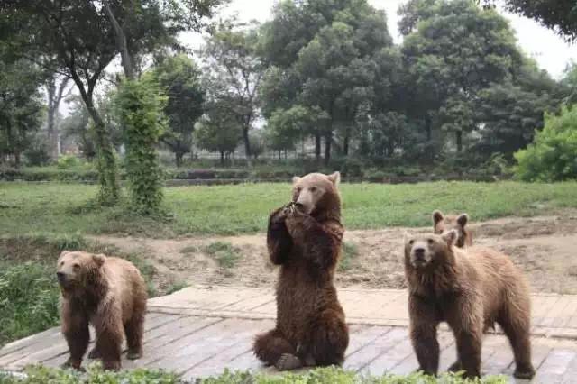 想投食小白虎、赏国际马戏？你有时间，小编有票，周末灵玲走起