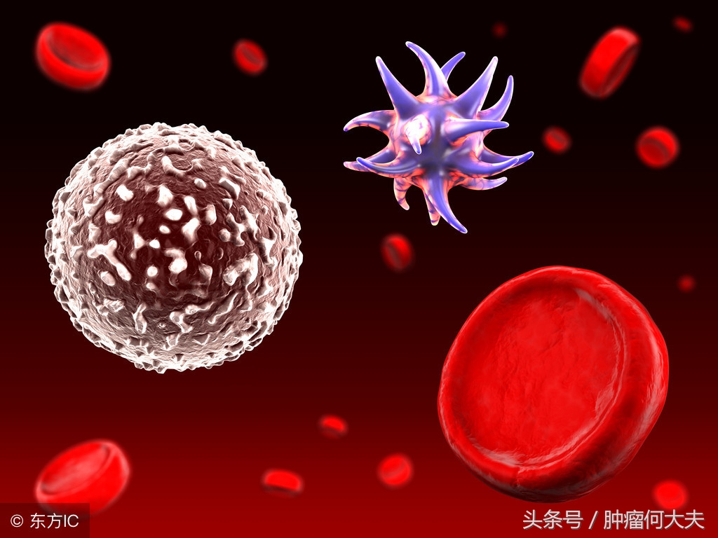 血常规白细胞高还贫血是白血病吗,血常规提示白细胞及血小板减少