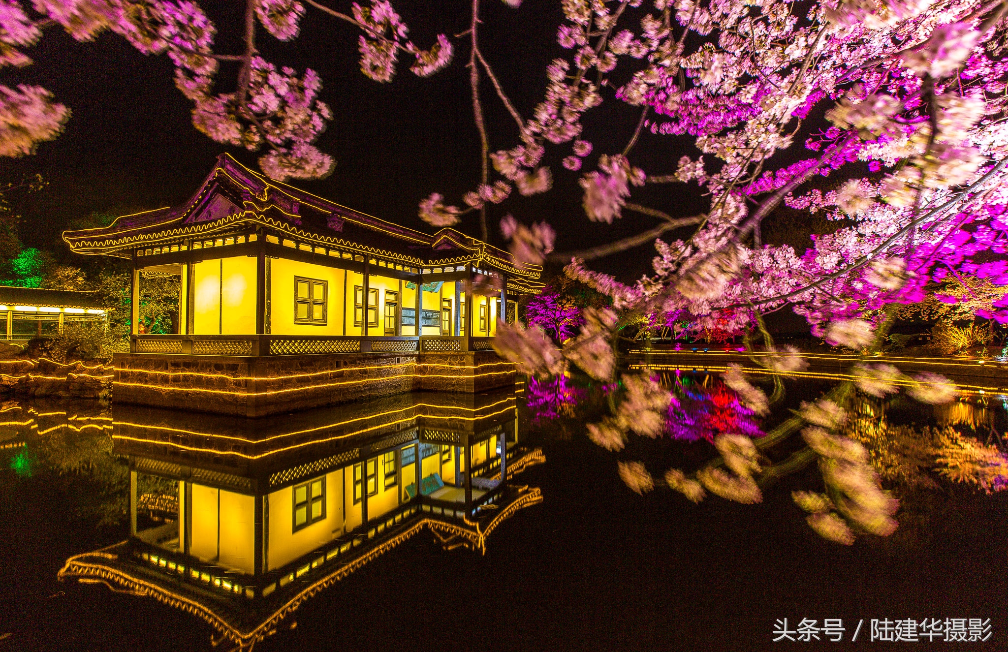 太湖鼋头渚樱花谷,鼋渚樱花是春天最浪漫的邂逅