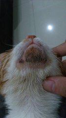 猫咪得了黑下巴该如何治疗,治疗猫咪顽固黑下巴