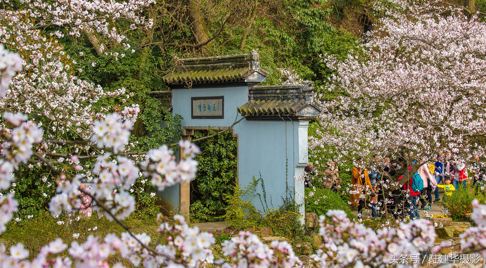 太湖鼋头渚樱花谷,鼋渚樱花是春天最浪漫的邂逅