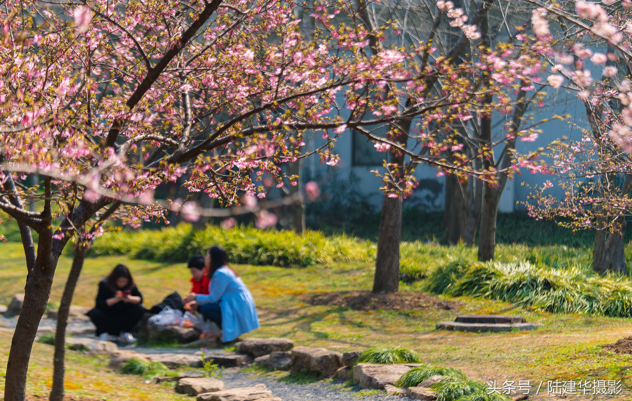 太湖鼋头渚樱花谷,鼋渚樱花是春天最浪漫的邂逅