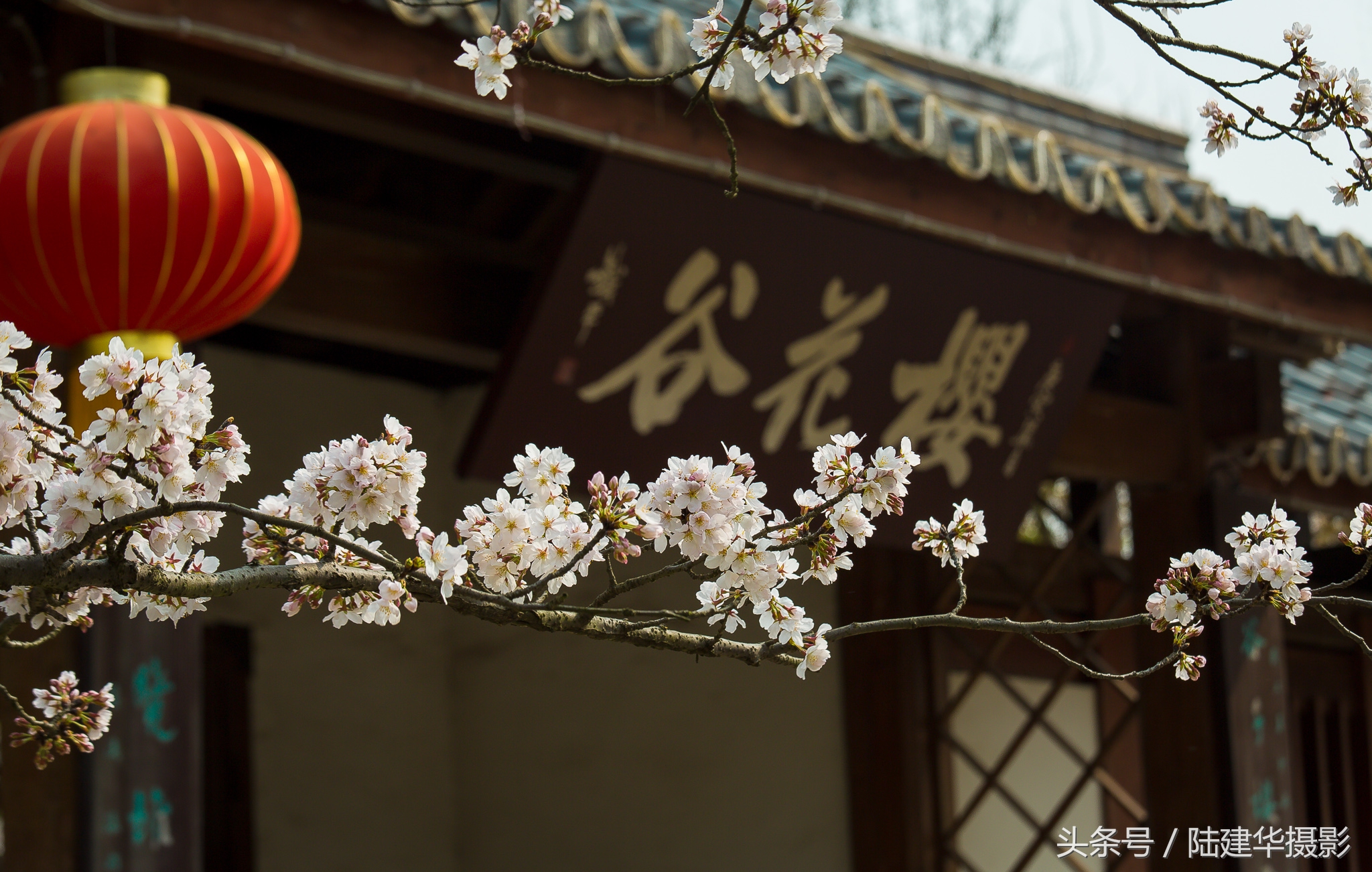 太湖鼋头渚樱花谷,鼋渚樱花是春天最浪漫的邂逅