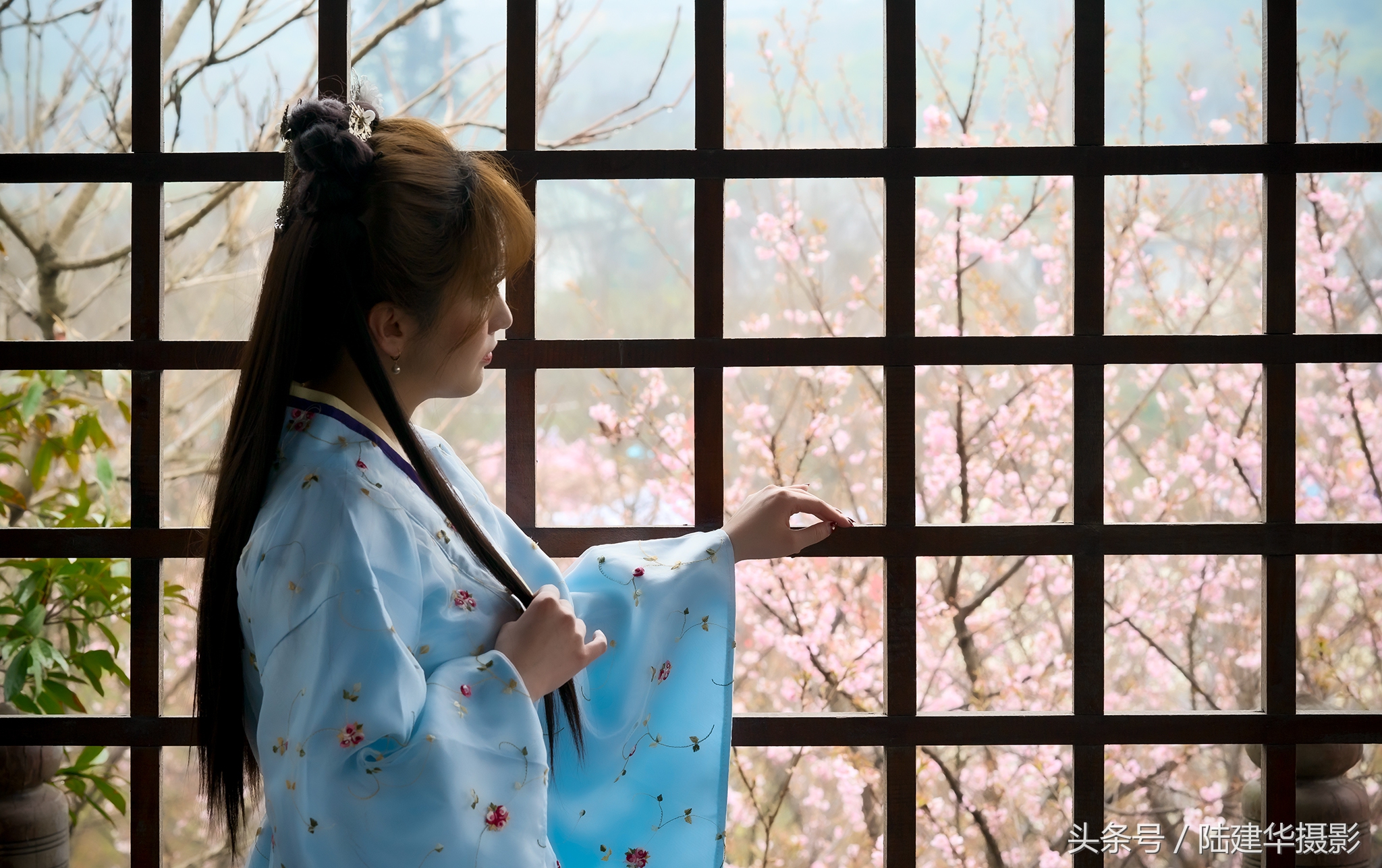 太湖鼋头渚樱花谷,鼋渚樱花是春天最浪漫的邂逅