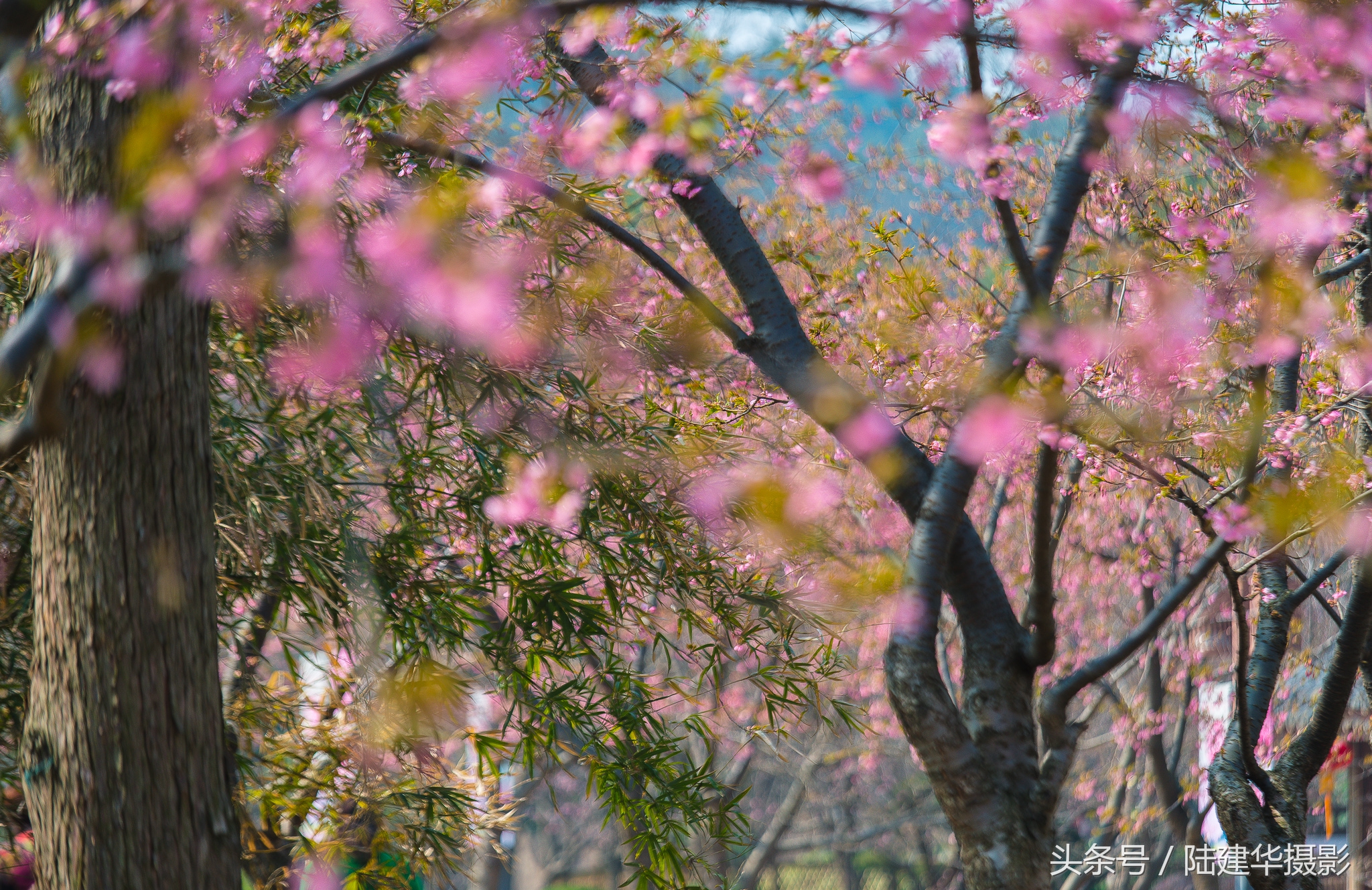 太湖鼋头渚樱花谷,鼋渚樱花是春天最浪漫的邂逅