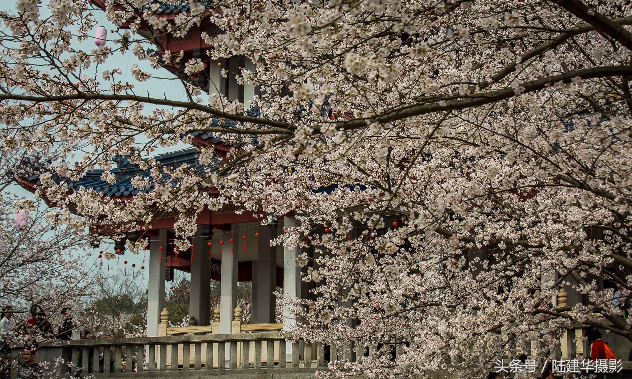 太湖鼋头渚樱花谷,鼋渚樱花是春天最浪漫的邂逅