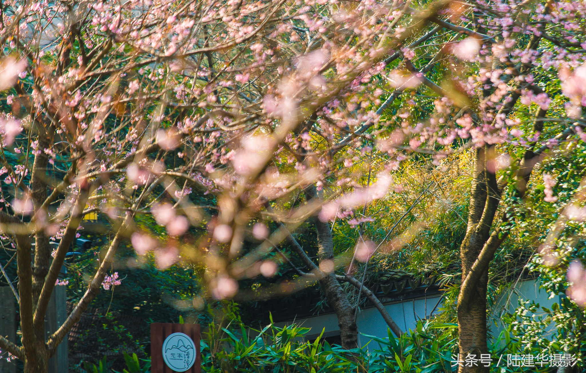 太湖鼋头渚樱花谷,鼋渚樱花是春天最浪漫的邂逅