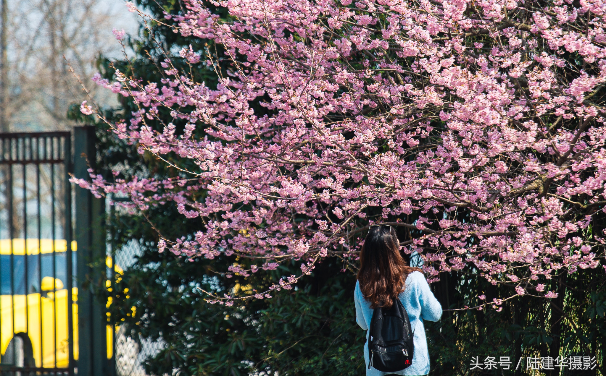 太湖鼋头渚樱花谷,鼋渚樱花是春天最浪漫的邂逅