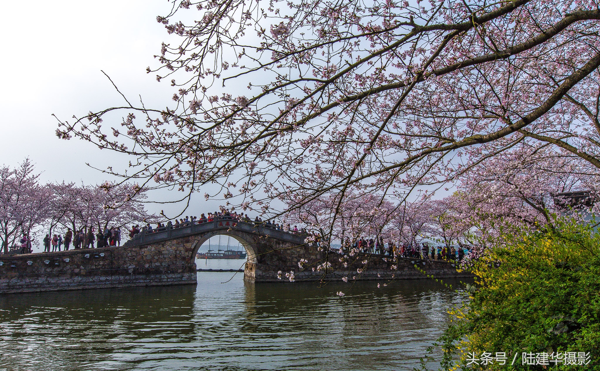 太湖鼋头渚樱花谷,鼋渚樱花是春天最浪漫的邂逅