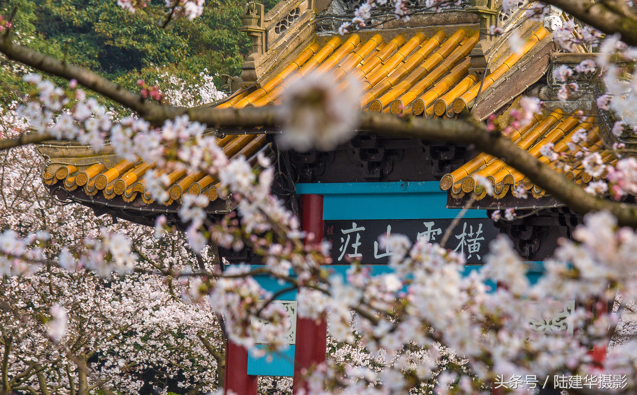 太湖鼋头渚樱花谷,鼋渚樱花是春天最浪漫的邂逅