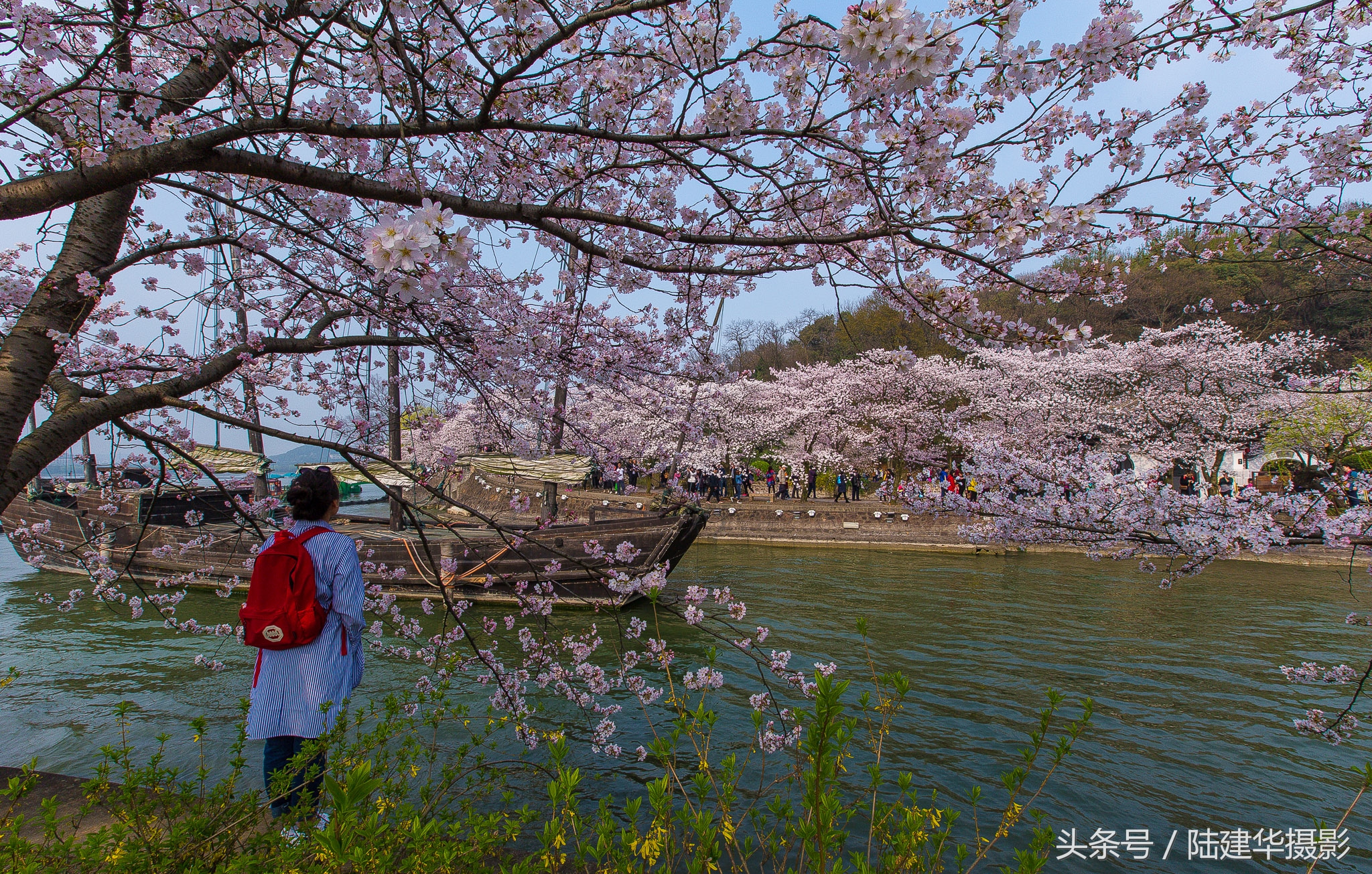 太湖鼋头渚樱花谷,鼋渚樱花是春天最浪漫的邂逅