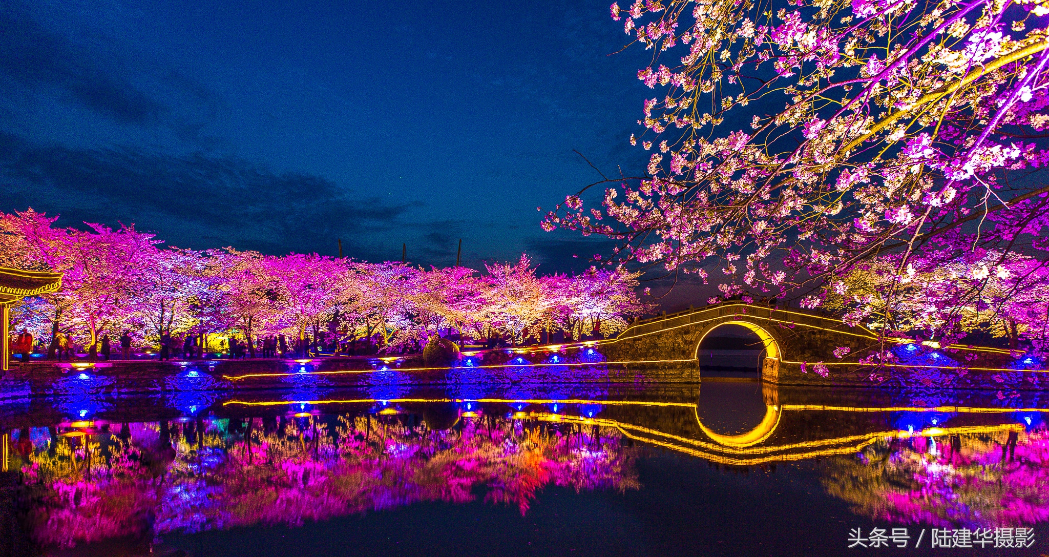 太湖鼋头渚樱花谷,鼋渚樱花是春天最浪漫的邂逅