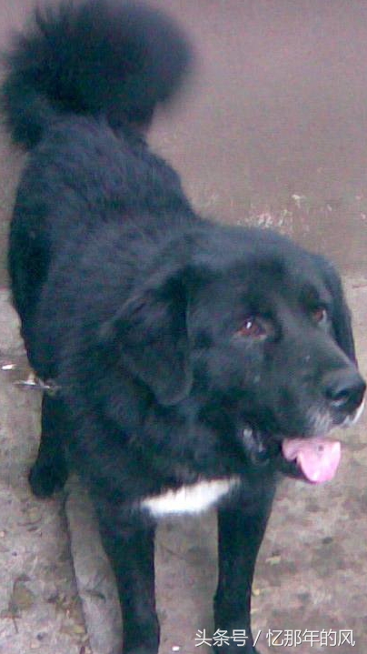 中华田园犬黑子的故事,中华田园犬和小黑子