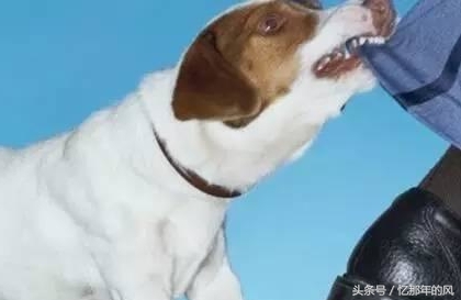 中华田园犬黑子的故事,中华田园犬和小黑子