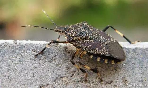 农村什么虫子有药用价值,农村臭屁虫特效药