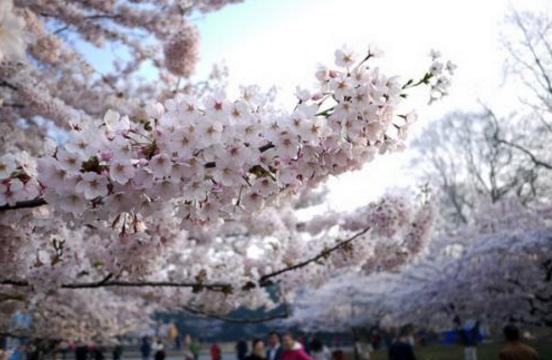 青岛的民俗文化视频,青岛市区方言历史