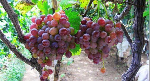 青岛的民俗文化视频,青岛市区方言历史