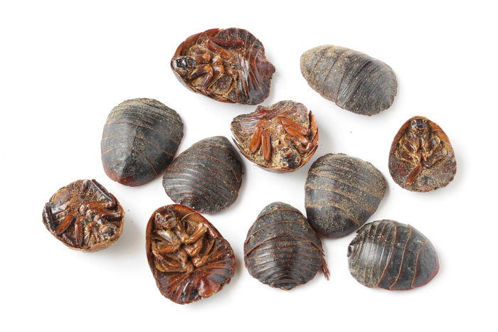 李祥云教授巧用虫类药治疗妇科病