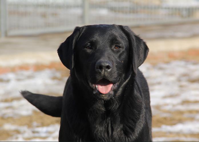 狗狗吃咸的咳嗽了怎么治疗,小牛犊拉稀咳嗽的快速治疗方法