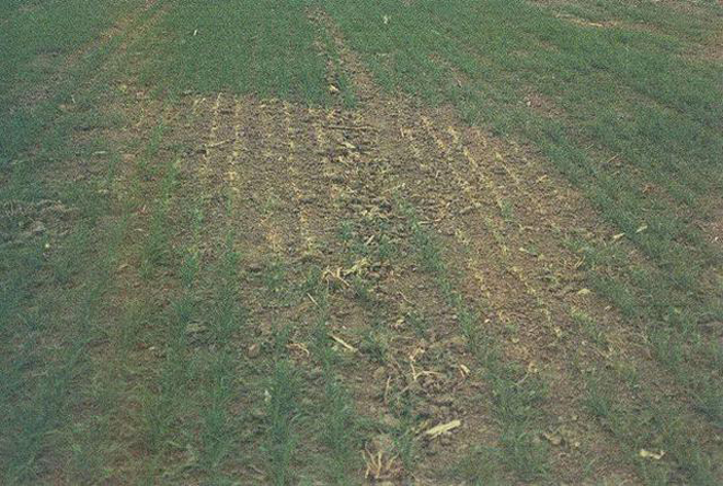 小麦除草剂药害分析解救方法,小麦除草剂出现药害了怎么办