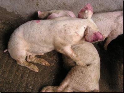 猪场常见疾病及治疗方法,猪场ped治疗方案