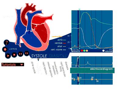 医生，体检报告写了窦性心律！怎么办？