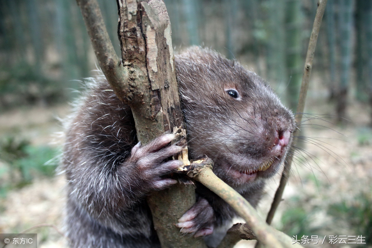 竹鼠养殖前景怎么样,竹鼠养殖前景