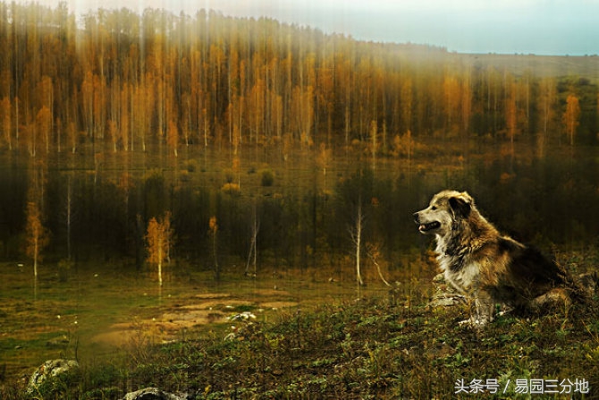 属狗生日尾数最好,属狗的幸运密码是