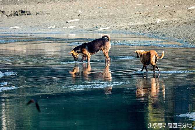 属狗生日尾数最好,属狗的幸运密码是
