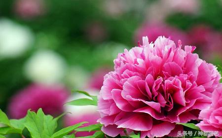 洋牡丹花黄叶烂根的补救方法,牡丹花叶子总是发蔫是怎么回事