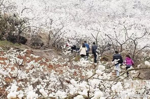 河南漯河自驾游必去十个景点,河南省内一日游景点自驾游