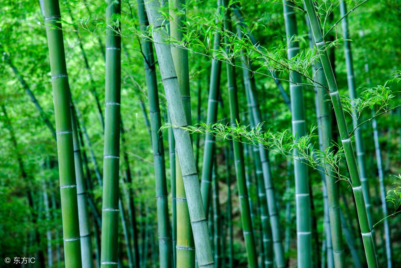 竹茶盘保养注意事项,竹木茶盘优缺点