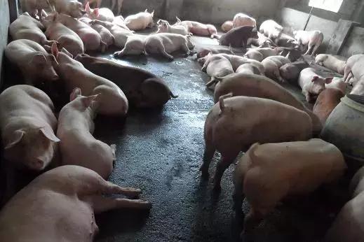 猪痢疾最佳治疗方案,猪痢疾治疗方法