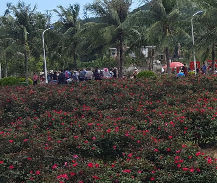 三闺蜜去三亚,跟闺蜜带孩子去三亚